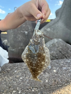 ヒラメの釣果