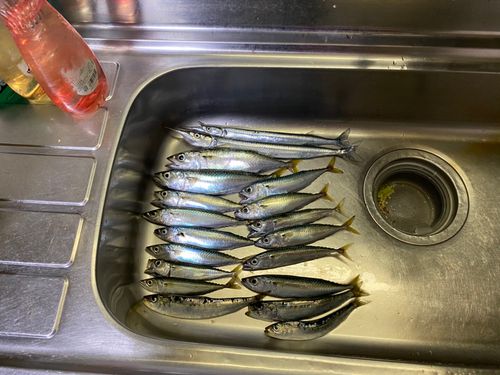 サバの釣果