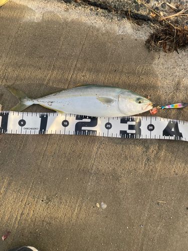 ツバスの釣果