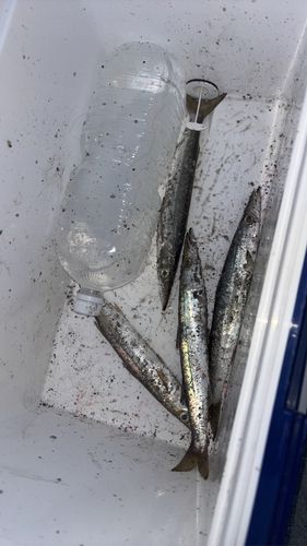 カマスの釣果