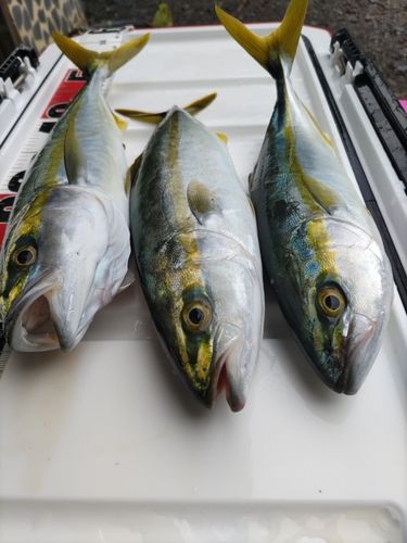 ツバイソの釣果