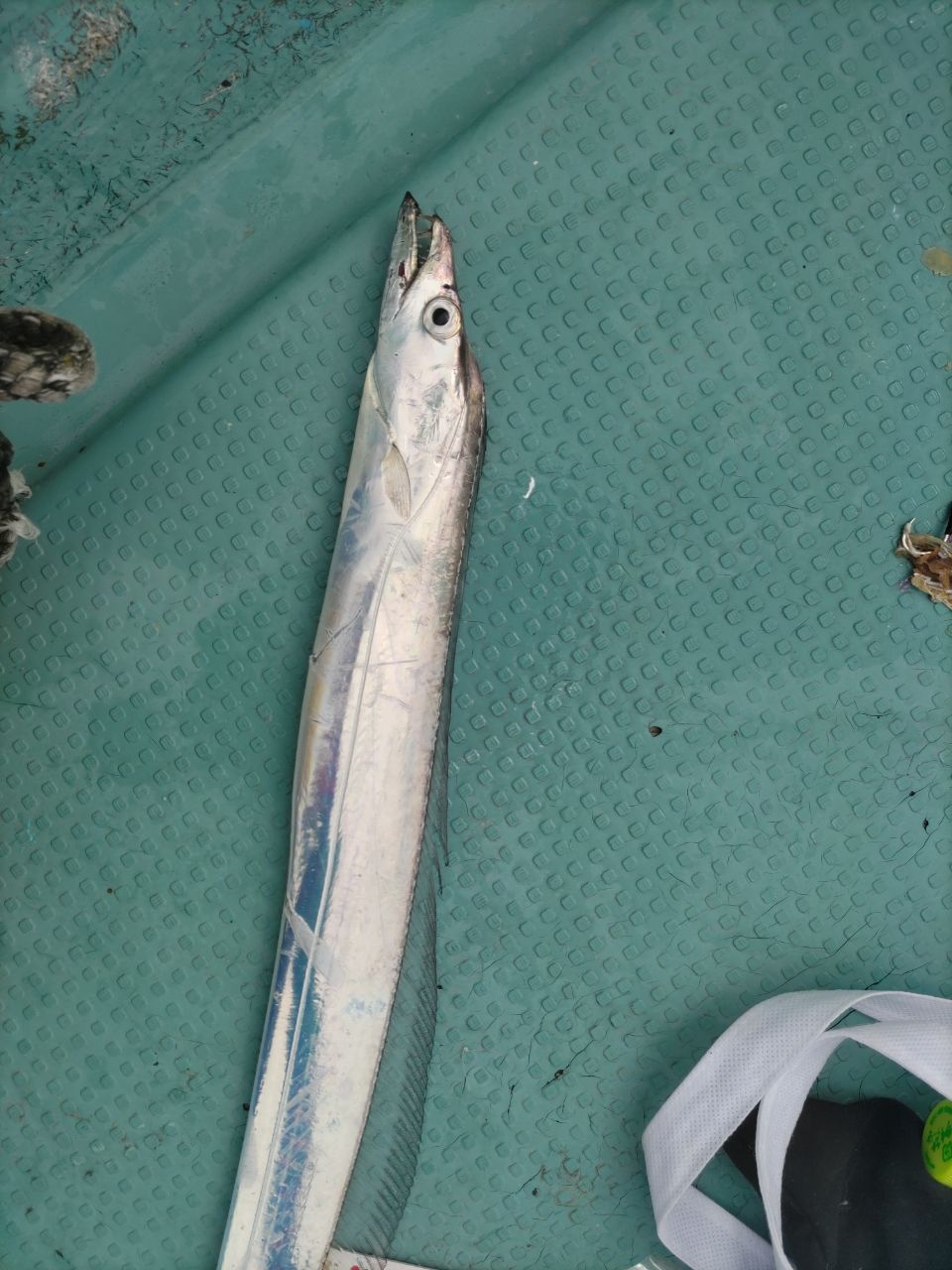 Sasano32mさんの釣果 1枚目の画像