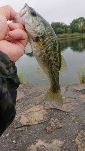 ラージマウスバスの釣果