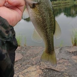 ラージマウスバス