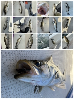 シーバスの釣果