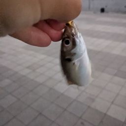 アジ