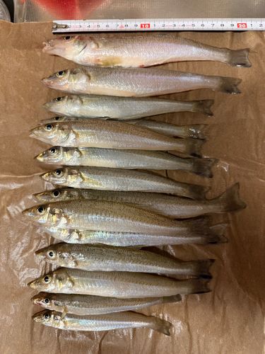 シロギスの釣果