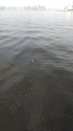 サッパの釣果