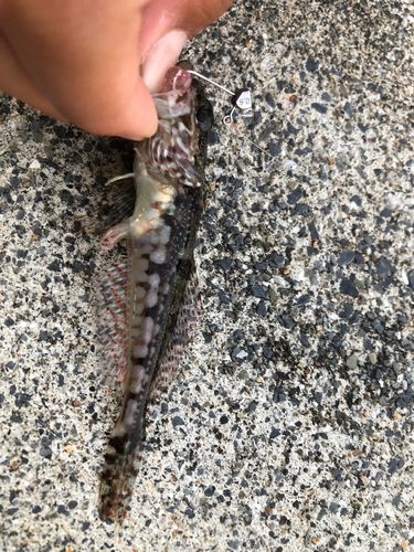 イナダの釣果