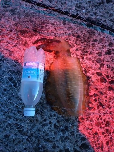 長崎湾