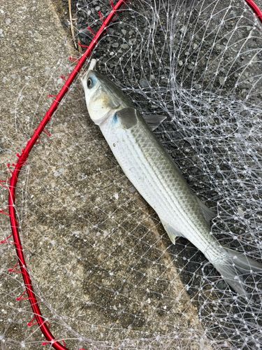 ボラの釣果