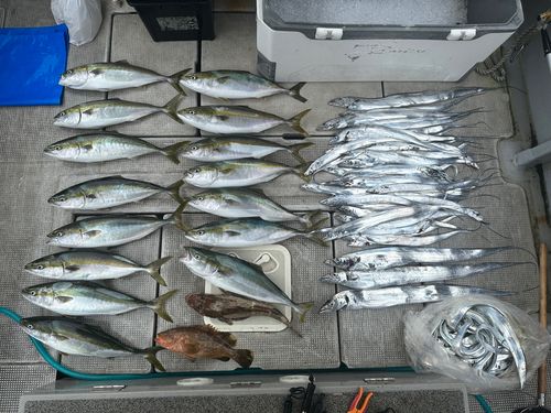 タチウオの釣果