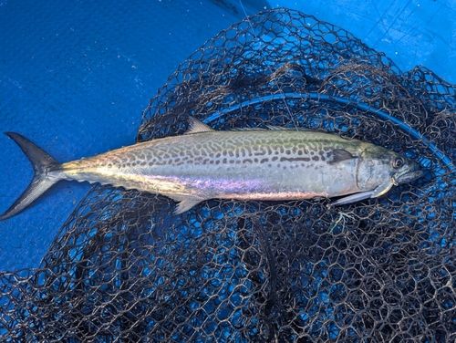 サワラの釣果
