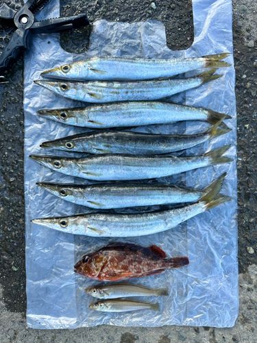 カマスの釣果