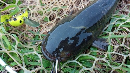 ナマズの釣果