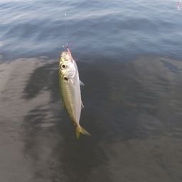 アジ