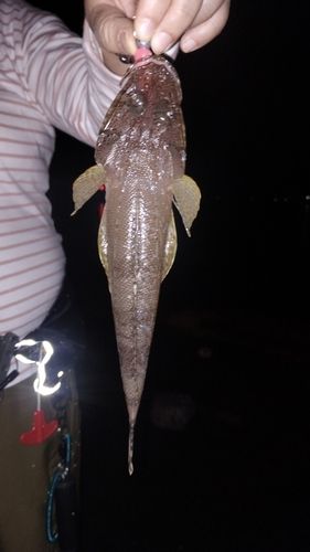 メゴチの釣果