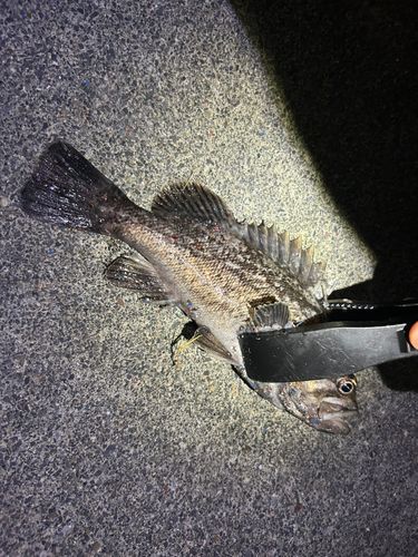 釜石湾