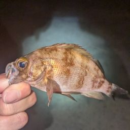 メバル