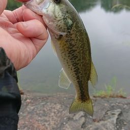 ラージマウスバス