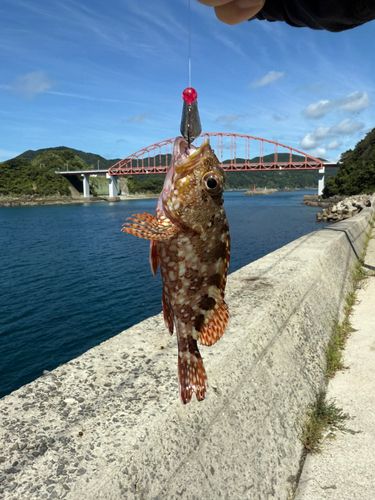 樺島港