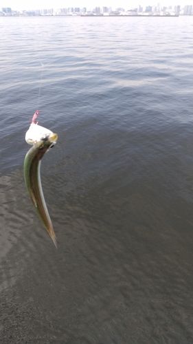 カタクチイワシの釣果
