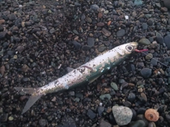 カタクチイワシの釣果
