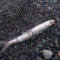 カタクチイワシ