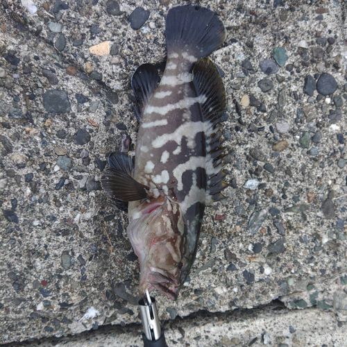 クエの釣果