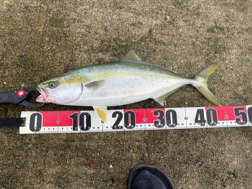 ハマチの釣果