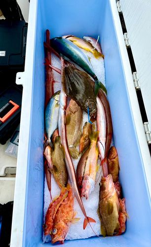 キジハタの釣果