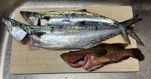 サゴシの釣果