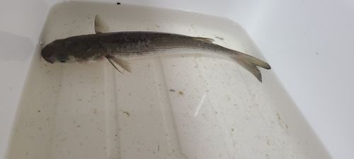 ボラの釣果