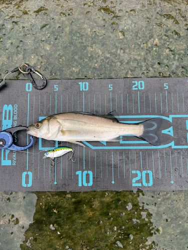 セイゴ（マルスズキ）の釣果