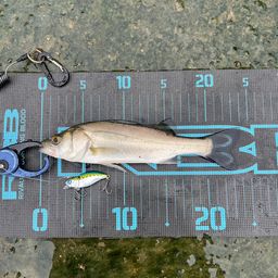 セイゴ（マルスズキ）