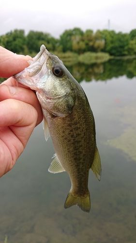 ラージマウスバスの釣果