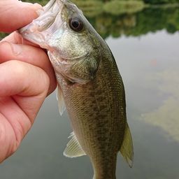 ラージマウスバス