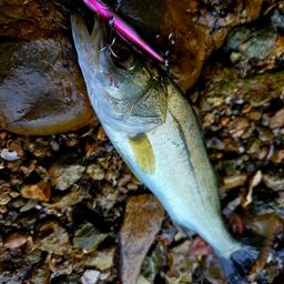 セイゴ(マルスズキ)