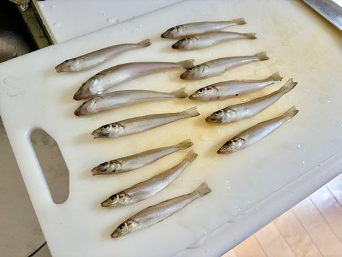 キスの釣果