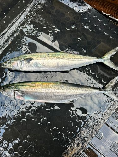 サゴシの釣果