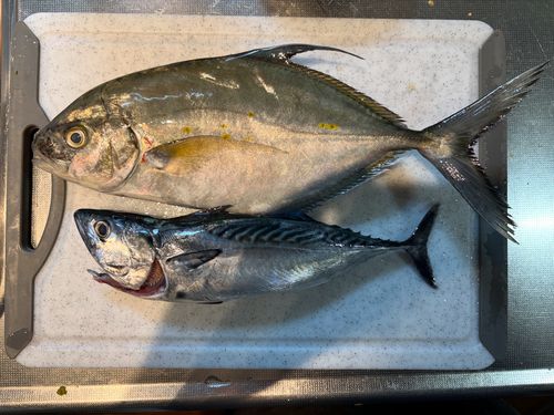 ナンヨウカイワリの釣果