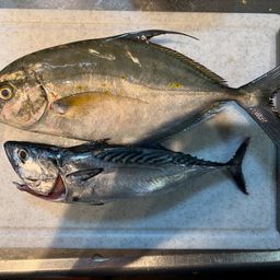 ナンヨウカイワリ