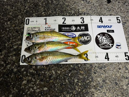 アジの釣果