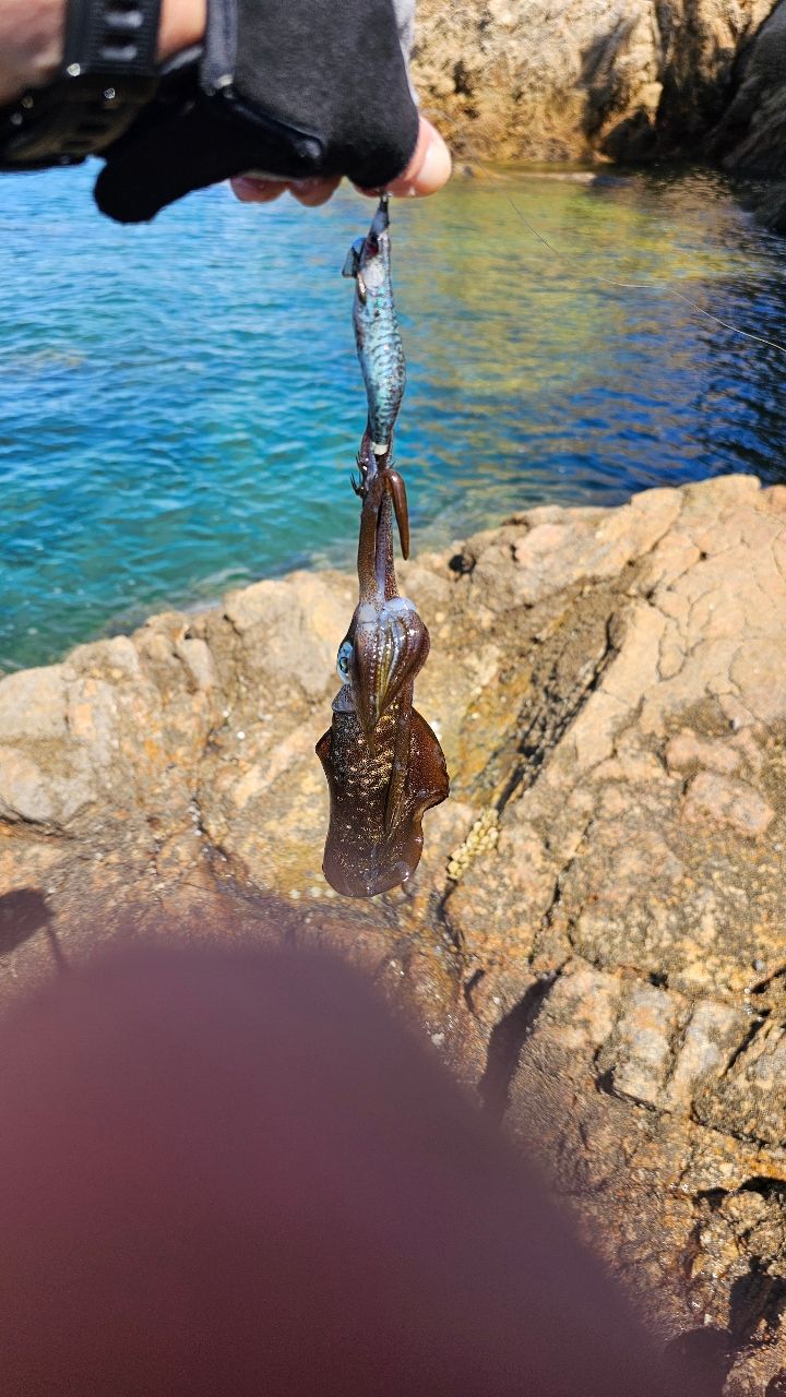 SHIMANO 17セフィア CI4+ S906Mの最安値・インプレ・釣果 | 本音の