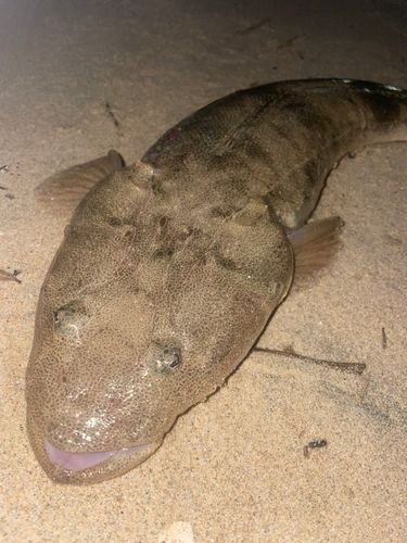 マゴチの釣果