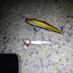 カタクチイワシ