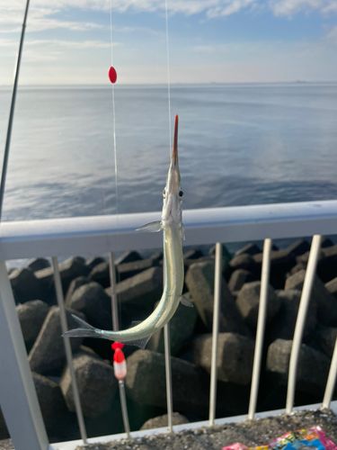 サヨリの釣果