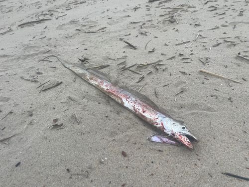 タチウオの釣果