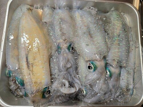 アオリイカの釣果