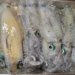アオリイカ